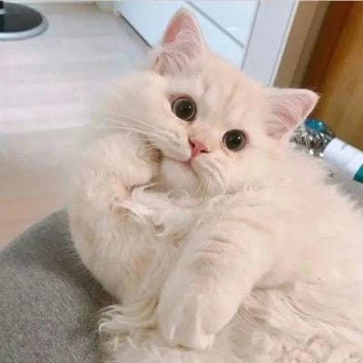 Budi Santoso avatar